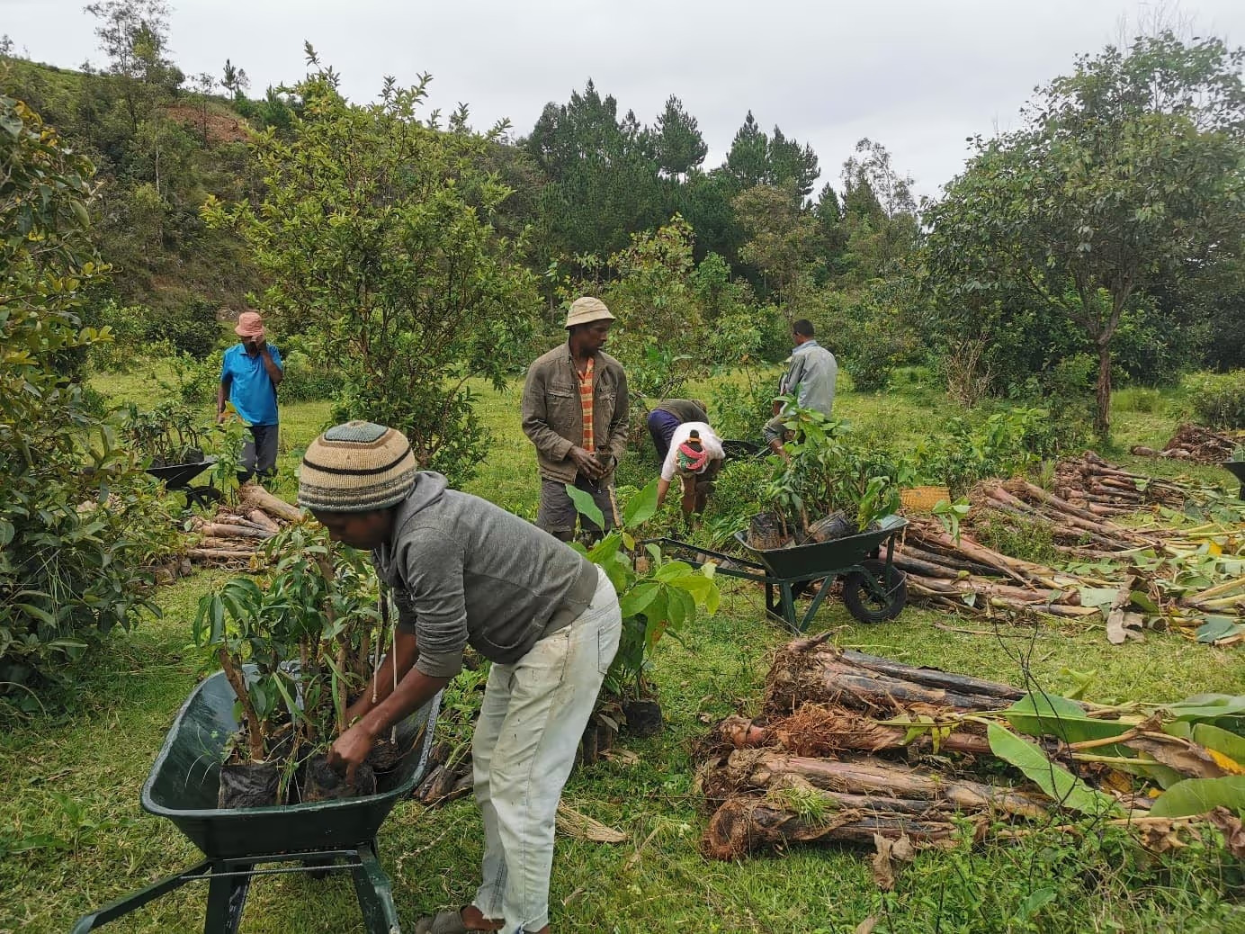 Campagne LIFE de plantation à Madagascar